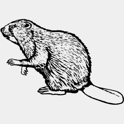 BEAVER03 Thumbnail