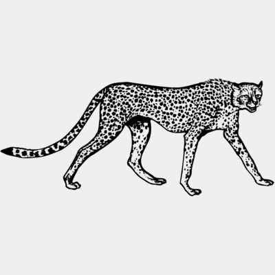 Cheetahs Thumbnail