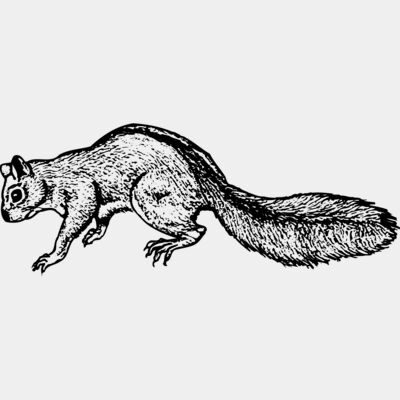 Squirrel Thumbnail