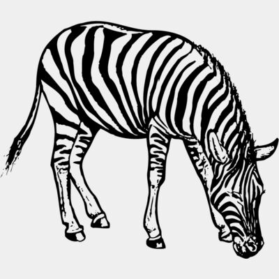 Zebra Thumbnail